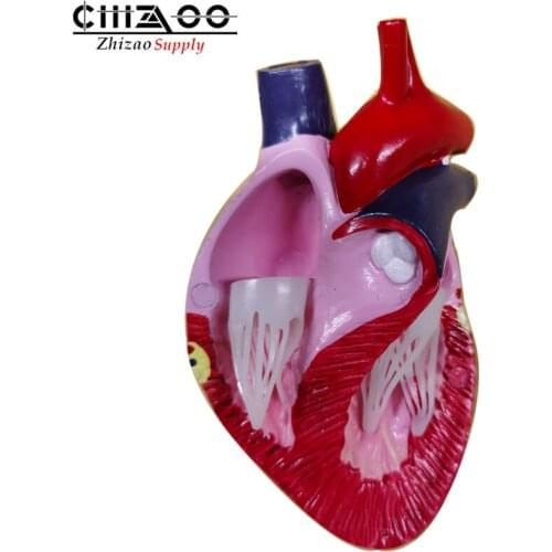 Animal Healthy Dog Heart Model Canine Heart Anatomy Model