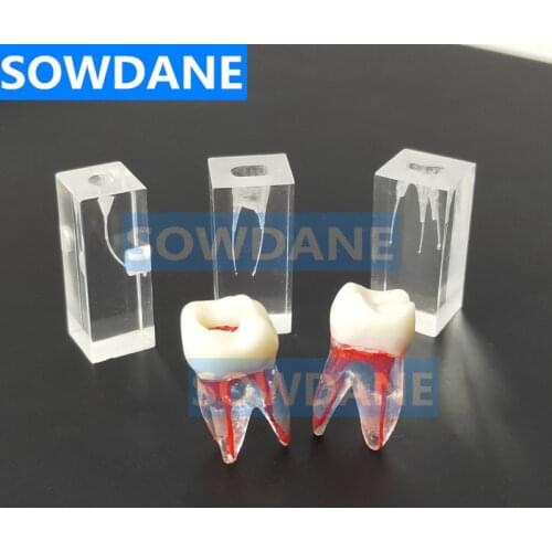 1:1 Resin Dental Endodontic Student Study Practice Operation Model Transparent without files