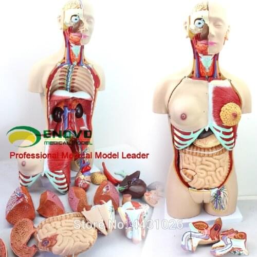 ENOVO Anatomical model of anatomical system of 85CM human. organ system