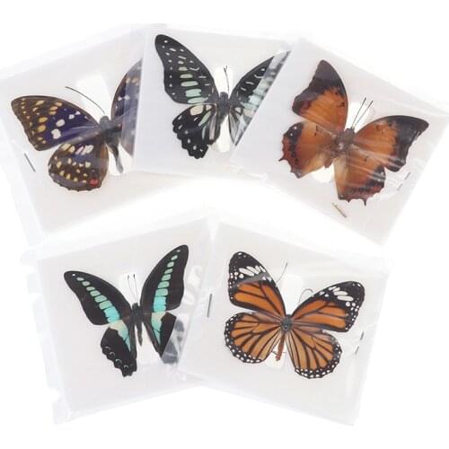 1pc Random Butterfly Specimen Folded Real Insects Wholesale Butterfly Specimen Organizer