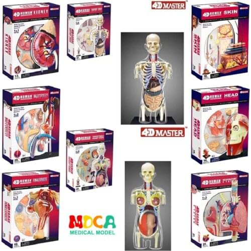 4d Human Body Torso Reproductive System Kidney Head Nerves Skin Anatomical Model Medical Supplier Teaching Puzzle Assembling Toy