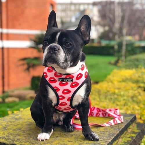 Adjustable Dog Harness Leash Printing Cute Pet Dog Collar Durable Soft French Bulldog Harness Vest Reversible Harness Walking