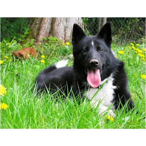 Full Square round 5D Diy Diamond Embroidery Karelian Bear Pet Dog Diamond Painting Cross Stitch Rhinestone Wall StickerZP-1884