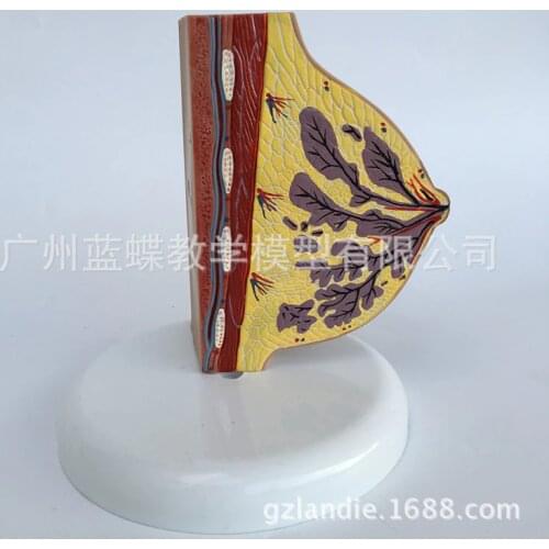 Female Stationary Phase Breast Anatomy Model Prolactin Breast Structure Anatomical Model