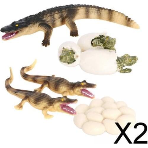 2xLife Cycle of Crocodile Nature Insects Growth Model Animal Natural Kids Toy