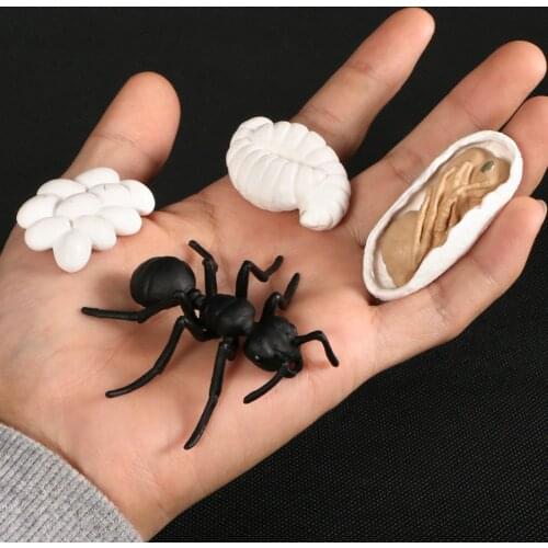Simulation Ant Life Cycle Toy - 4 Piece Set Shows Life Cycle Of An Ant Figurines Model Action Figures Educational Toys