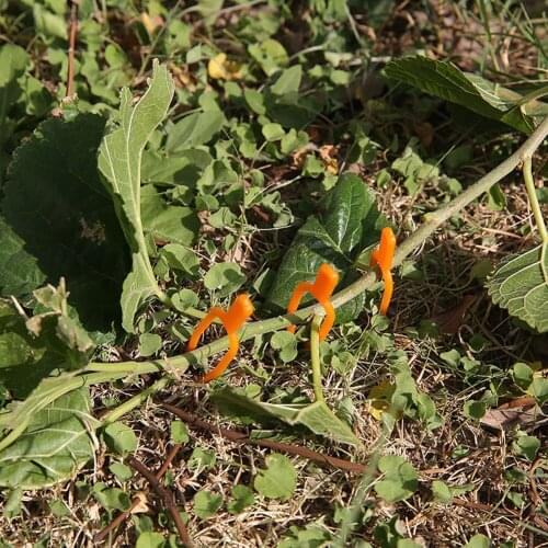 100PC Plastic Plant Clips Garden Tool Plant Climbing Support Clips Smooth Surface Clips For Watermelon Strawberry Vines Supplies