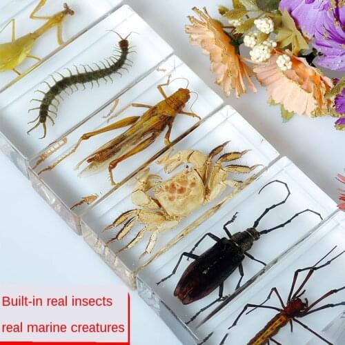 Insect Amber Worm Japanese Rhinoceros Beetle Paperweight Millennium Worm Paperweight Paperweight Paperweight Ornament Specimen