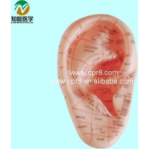 BIX-Y1024 Human Ear Model ( Massage Ear Model) G065