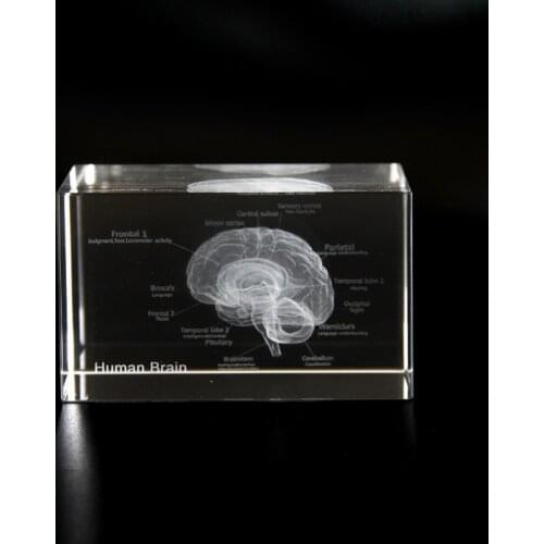 K9 Crystal Glass 3D Brain Model Laser Engraving Brain Sculpture Figurines Home Decoration Medical Science Gift
