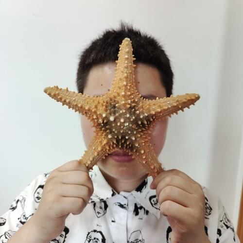 22-25 cm Super Sea Star Overlord Brown Home Garden Decoration Photography Props Fish Tank Landscaping