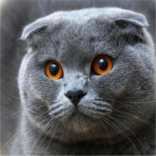 Kexinzu 5D Diy Full Square Round Stone Resin Diamond Painting Cross Stitch Embroidery Cat Diamant Mosaic Friend Gift XF04