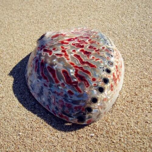 Abalone shell conch rare art deco ornaments personalized ornaments