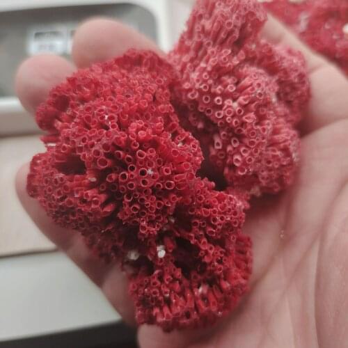 1pcs Natural Coral Tree Sea Red Coralline Plant Antipathes Flowerpot Aquatic Animal Landscaping Furnishing Ornaments Home Decor