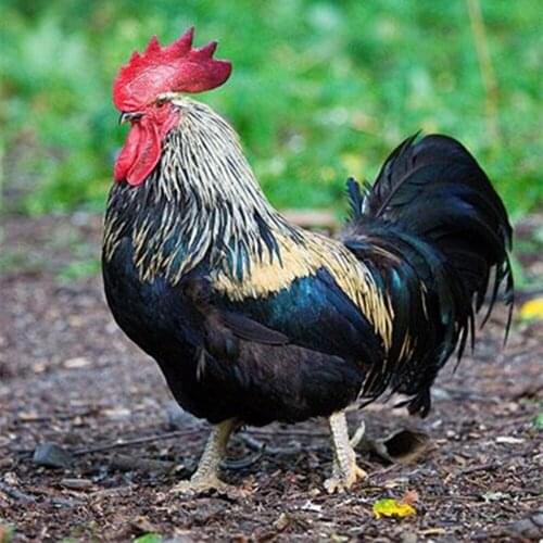 5d diy New generation full diamond embroidery diamond cross stitch crystal sets decorative animal scarlet Rooster under the tree