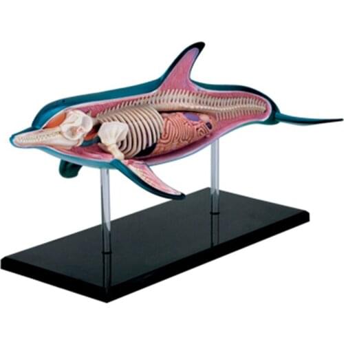 4d Dolphin Animal Anatomy Model Skeleton Medical Teaching Aid Laboratory Education Equipment master puzzle Assembling Toy