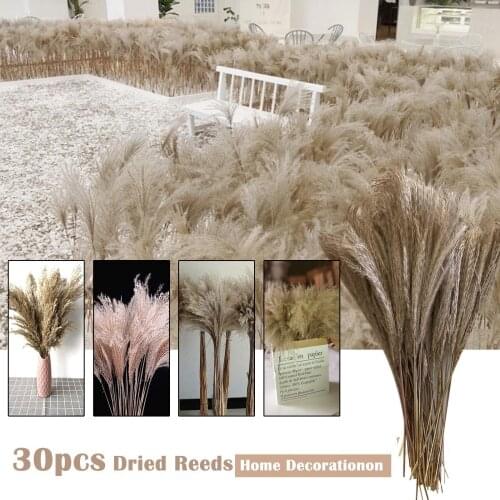 50Pcs/Bunch 50cm Natural Phragmites&Reed Flowers&Bulrush Bouquet Big Dried Pampas Grass Wedding Decoration Home Fall Decor