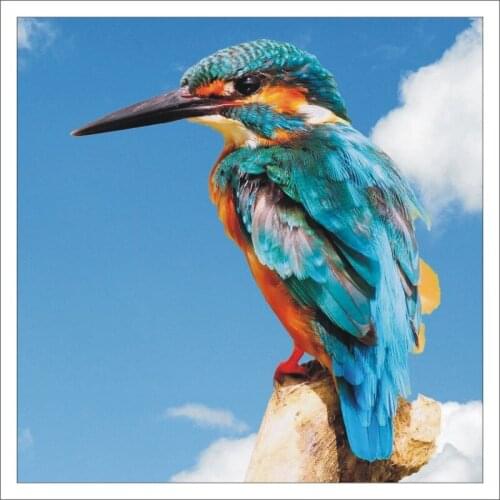 3D DIY full diamond square diamond painting cross stitch kit diamond embroidery kingfisher home decoration mural gift T407