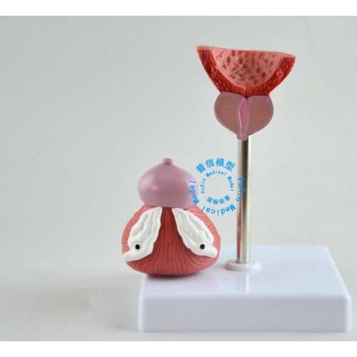 Free shipping&Bladder model,Urinary system model,Prostate model,Human anatomy model, medical use