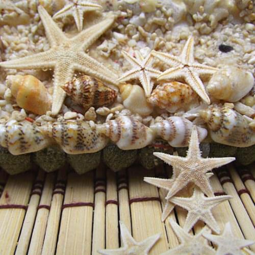 20pcs Natural Sea Star Wishing Bottle Starfish DIY Wall Stickers Adornment Material 1.5-2.5cm natural starfish