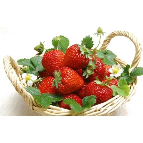 Fruit Strawberry DIY Cross Stitch Embroidery 11CT Kits Needlework Craft Set Cotton Thread Printed Canvas Home Dropshipping