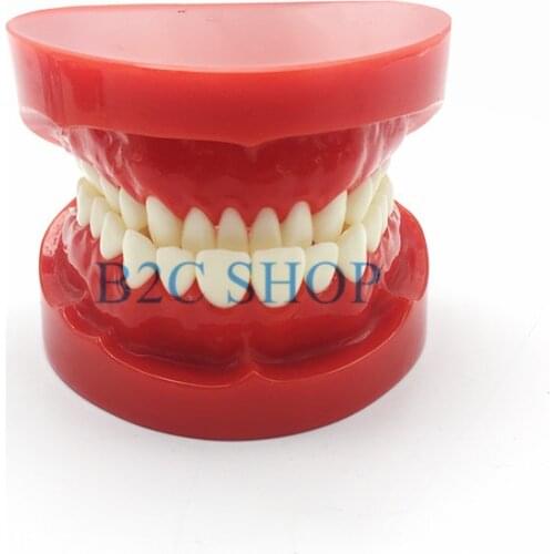 Dental Prosthesis Teeth Model Jaw Standard Typodont Demonstration Denture Teaching Model Dental Simulator Technician Tools