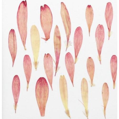 120pcs Pressed Dried Gerbera jamesonii Bolus Petals Flower Plant Herbarium For Jewelry Postcard Invitation Card Phone Case DIY