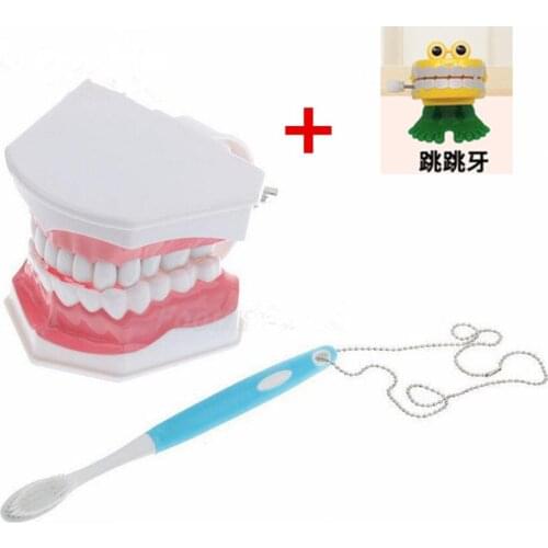 Dental Teaching Study Model Brushing Model with Tooth Brushing + jump frog toy Tooth Care child kid