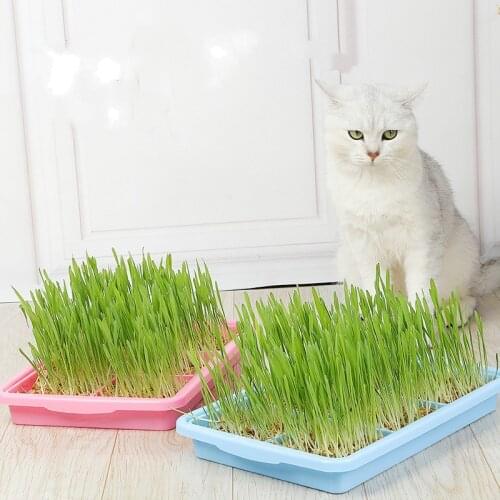 Pet Cat Grass Digestion Potted Plant Set Cat Grass Cat Snacks To Remove Hair Balls To Clean Gastrointestinal Grass Pet Products