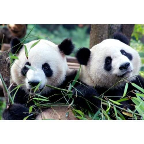 JMINE Div 5D panda tree bamboo Full Diamond Painting cross stitch kits art High Quality Animal 3D paint by diamonds