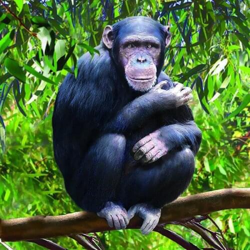 DIY 5D Diamond Mosaic Diamond Painting Cross Stitch Forest orangutan Kit Diamonds Embroidery Square Drill Home Decoration HL383