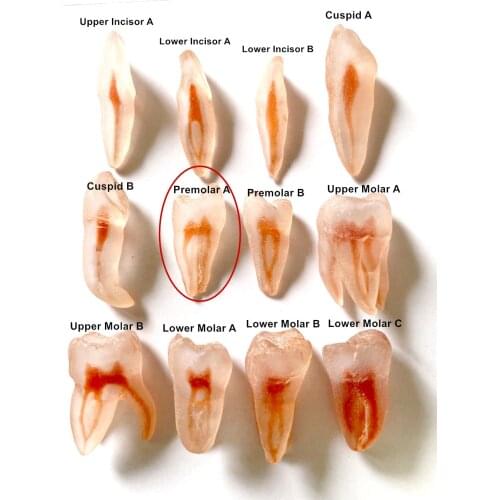 12Pis Molar Models Incisor Cuspid Red Pulp File Files Practice 3D Simulation Teeth Replicas Dental Model