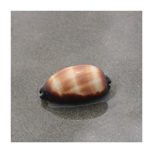 5-6cm Wine barrel treasure conch natural conch shell aquarium fish tank landscaping decoration platform decoration collection