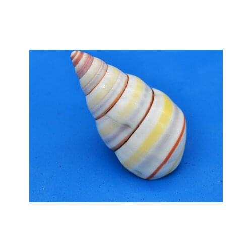 3.66 cm Candy Snail/Haiti Snail