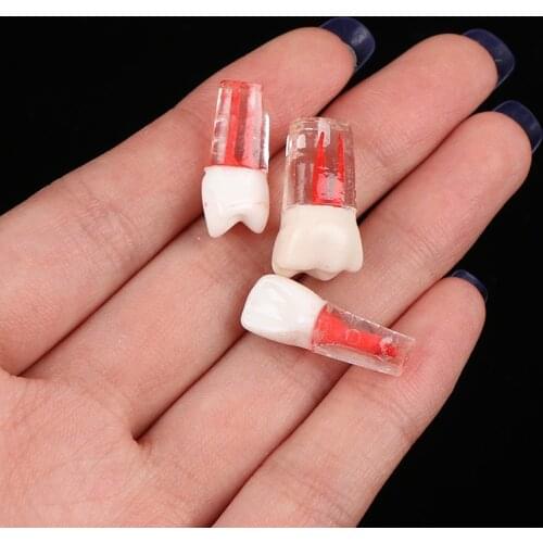 Resin Dental Endodontic Practice Model With Colored Root Canal And Pulp Transparent New Arriva
