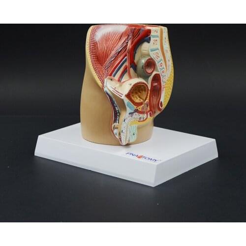 Male Pelvis Model Mini Size Pelvic Cavity Urinary System Genital Organ Anatomical Model Medical Sciences Educational Equipment
