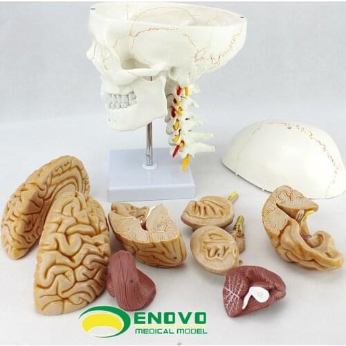 Genuine Medical Human Skull Model 1: 1 Craniocerebral Cervical Neurology Teaching model human brain anatomical model