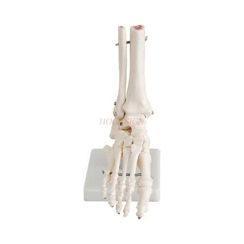 Foot bone model ankle joint foot bone anatomy structure foot foot fibula toe orthopedics teaching medical mold