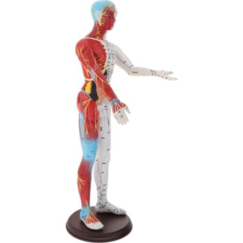 24' Human Anatomical Anatomy Skull Head Muscular Skeleton Figure Statue Sculpture Body Model Learning Teaching Supply Tool