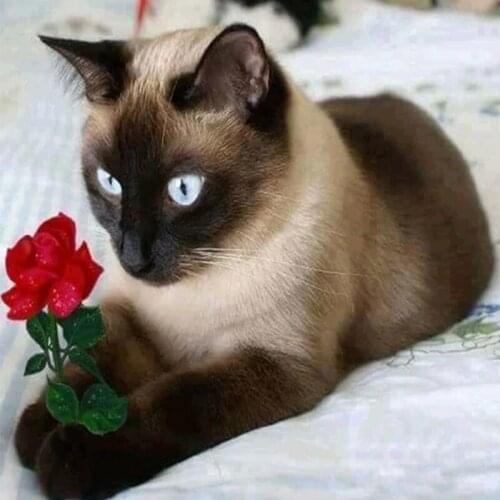 DIY 5D Diamond Painting Animal Cat Cross Stitch Kit Full Drill Embroidery Mosaic Art Picture of Rhinestones Home Dec