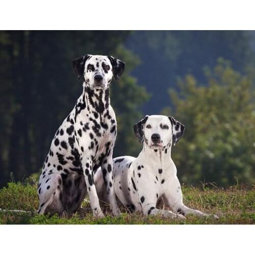 Beautiful dogs 5d Diy full square diamond painting Dalmatian 3d picture drills rhinestones cross Stitch new arrival decor L606