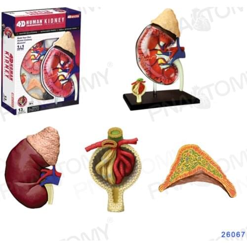 4D MASTER Anatomical model of kidney Human kidney Model Urology supplies medical gift toys
