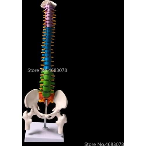 45CM Color Human Spine with Pelvic Model Human Anatomical Anatomy Spine Medical Model School Medical teaching supplies