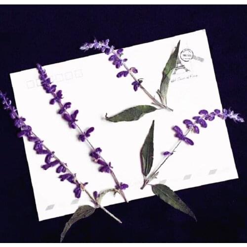 60pcs Pressed Dried Flower Purple Lavender Herbarium For Bookmark Prop Jewelry Postcard Invitation Card Phone Case DIY