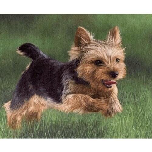 Full 5D Diy Daimond Painting "yorkshire terrier pet dog" 3D Diamond Painting Square Rhinestones Diamant Painting Embroidery C735