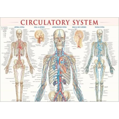 Human Circulatory System Diagram Educational Science Art print Silk poster Home Wall Decor