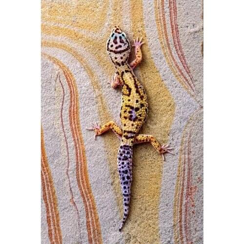 Full square 5D Diy diamond painting Colorful gecko embroidery cross stitch kit mosaic home decoration rhinestones pictureZP-2299