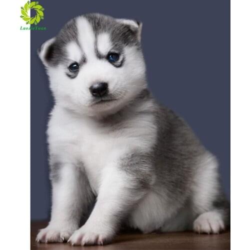 DIY Diamond Painting Dog Diamonds Embroidery Diamond Mosaic Sale Full Drill Square Animals Rhinestones Picture