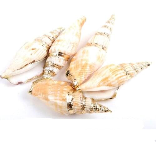 Gold plating Aquarium Beach Nautical DIY Shells Colorful Natural Seashells Decorations Scallop Shells Crafts Decor Ornament 5Pcs
