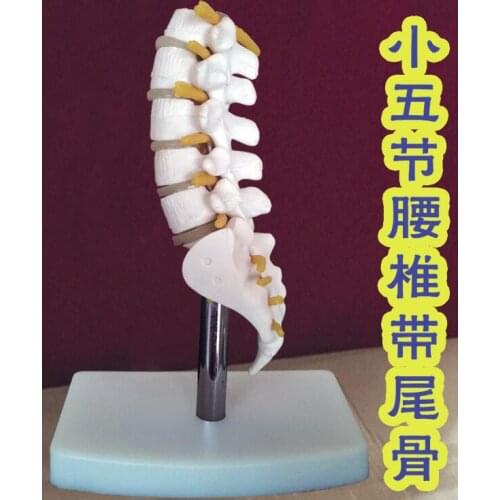 15cm Skeleton Lumbar Disc Disease Spine Model Fifth section lumbar spine Medical Science Teaching Hips body mannequins C010